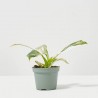 PHILODENDRON WHITE WIZARD MACETA 6CM