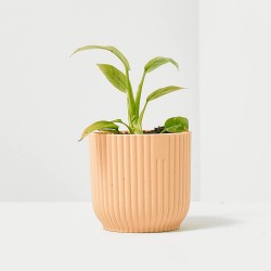 PHILODENDRON MINIMA MACETA 6CM