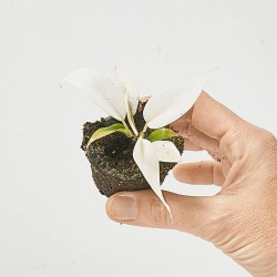 PHILODENDRON FLORIDA GHOST MACETA 6CM