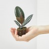 FICUS ROBUSTA MACETA 6CM