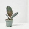 FICUS ROBUSTA MACETA 6CM