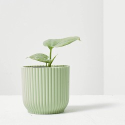 MONSTERA AMYDRIUM MEDIUM SILVER MACETA 6CM