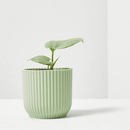 MONSTERA AMYDRIUM MEDIUM SILVER MACETA 6CM