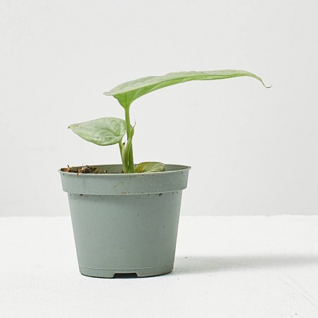 MONSTERA AMYDRIUM MEDIUM SILVER MACETA 6CM