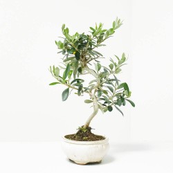 BONSÁI 7 AÑOS OLEA EUROPAEA 