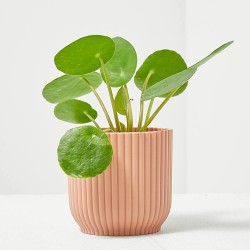 PILEA PEPEROMIOIDES MACETA 6CM