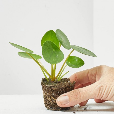 PILEA PEPEROMIOIDES MACETA 6CM
