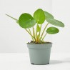 PILEA PEPEROMIOIDES MACETA 6CM