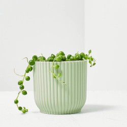 SENECIO HERREANUS MACETA 6CM