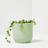 SENECIO HERREANUS MACETA 6CM