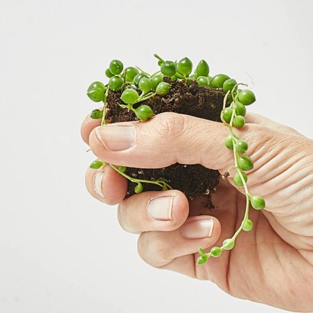 SENECIO HERREANUS MACETA 6CM