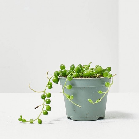 SENECIO HERREANUS MACETA 6CM