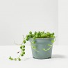 SENECIO HERREANUS MACETA 6CM