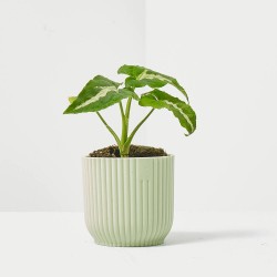 SYNGONIUM WENDLANDII MACETA 6CM