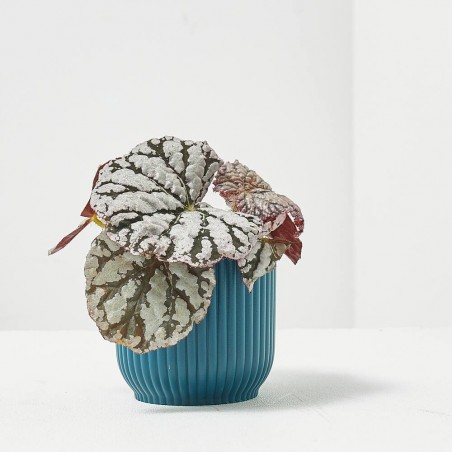 BEGONIA REX CHAYO MACETA 6CM