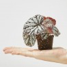 BEGONIA REX CHAYO MACETA 6CM