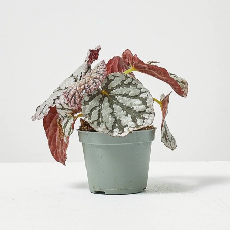 BEGONIA REX CHAYO MACETA 6CM