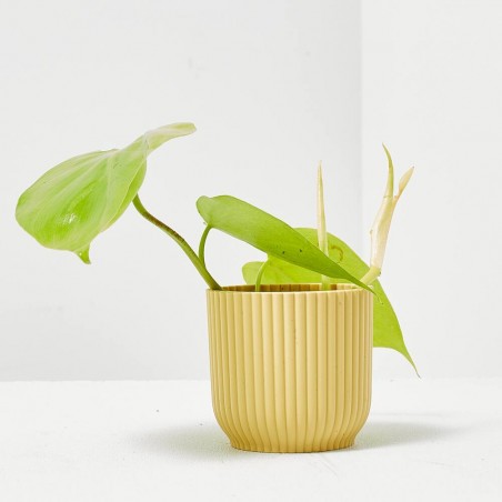 PHILODENDRON NEON MACETA 6CM