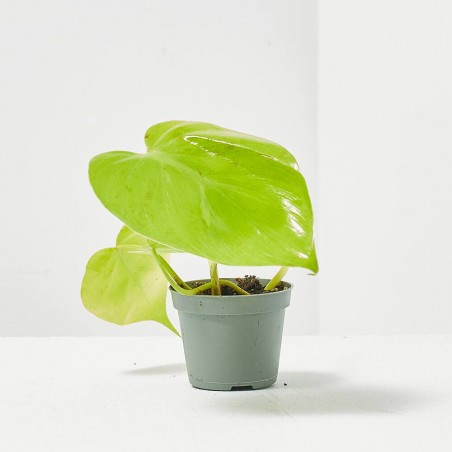 PHILODENDRON NEON MACETA 6CM