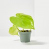 PHILODENDRON NEON MACETA 6CM