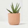 SANSEVIERAS MIX M-6.5