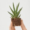 SANSEVIERAS MIX M-6.5