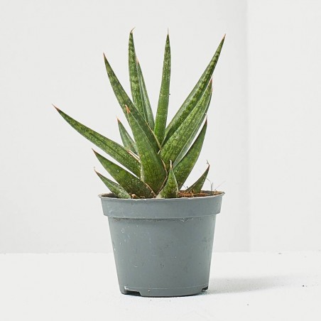 SANSEVIERAS MIX M-6.5