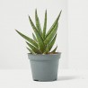 SANSEVIERAS MIX M-6.5