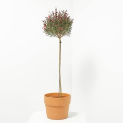 LEPTOSPERMUN COPA MACETA 5L