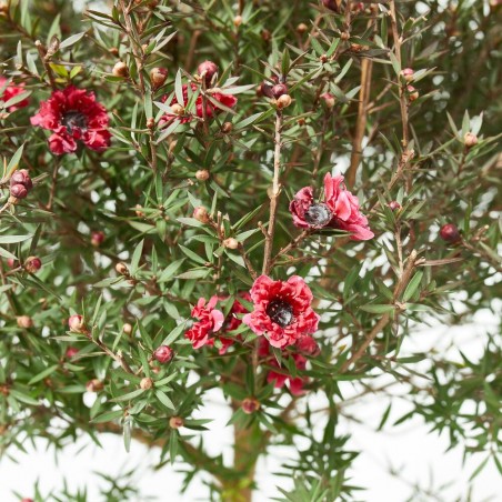 LEPTOSPERMUN COPA MACETA 5L