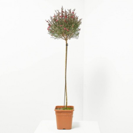 LEPTOSPERMUN COPA MACETA 5L