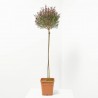 LEPTOSPERMUN COPA MACETA 5L