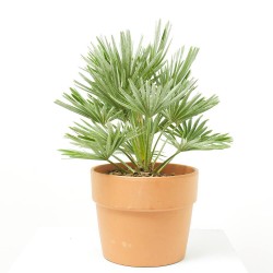 CHAMAEROPS HUMILIS VULCANO CLT 7