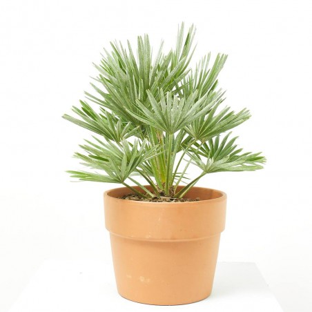 CHAMAEROPS HUMILIS VULCANO CLT 7