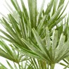 CHAMAEROPS HUMILIS VULCANO CLT 7