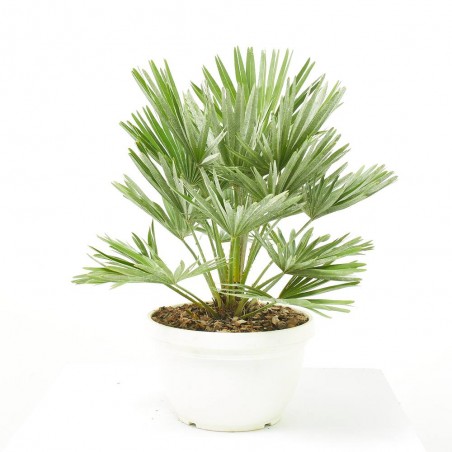 CHAMAEROPS HUMILIS VULCANO CLT 7