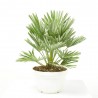 CHAMAEROPS HUMILIS VULCANO CLT 7