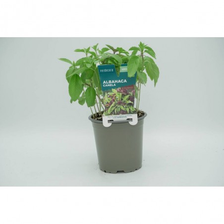 ALBAHACA CANELA CULINARIA MACETA 11CM VERDECORA