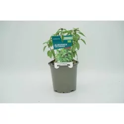 ALBAHACA TAILANDESA MACETA 11CM VERDECORA