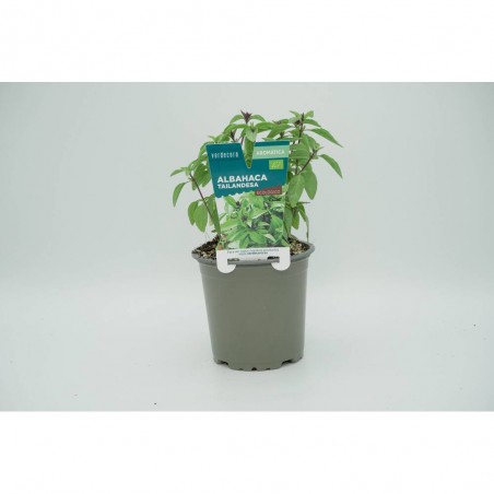 ALBAHACA TAILANDESA MACETA 11CM VERDECORA