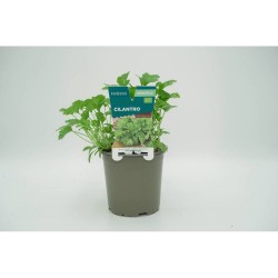CILANTRO M-11 VERDECORA