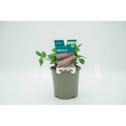 REGALIZ MACETA 11CM VERDECORA