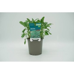 SALVIA M-11 VERDECORA