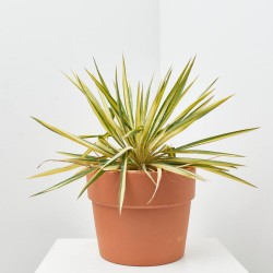 YUCCA COLOR GUARD 4L