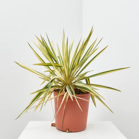 YUCCA COLOR GUARD 4L