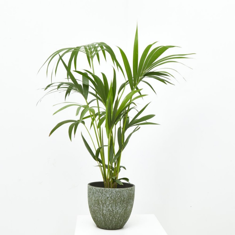 KENTIA