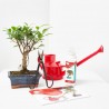 LOTE INICIACIÓN BONSAI