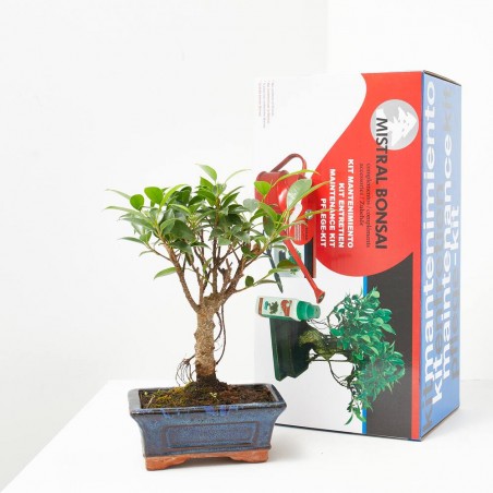 LOTE INICIACIÓN BONSAI