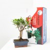 LOTE INICIACIÓN BONSAI