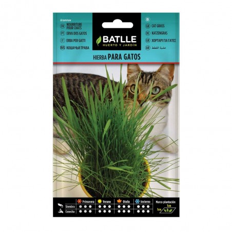 SEMILLAS HIERBA GATOS